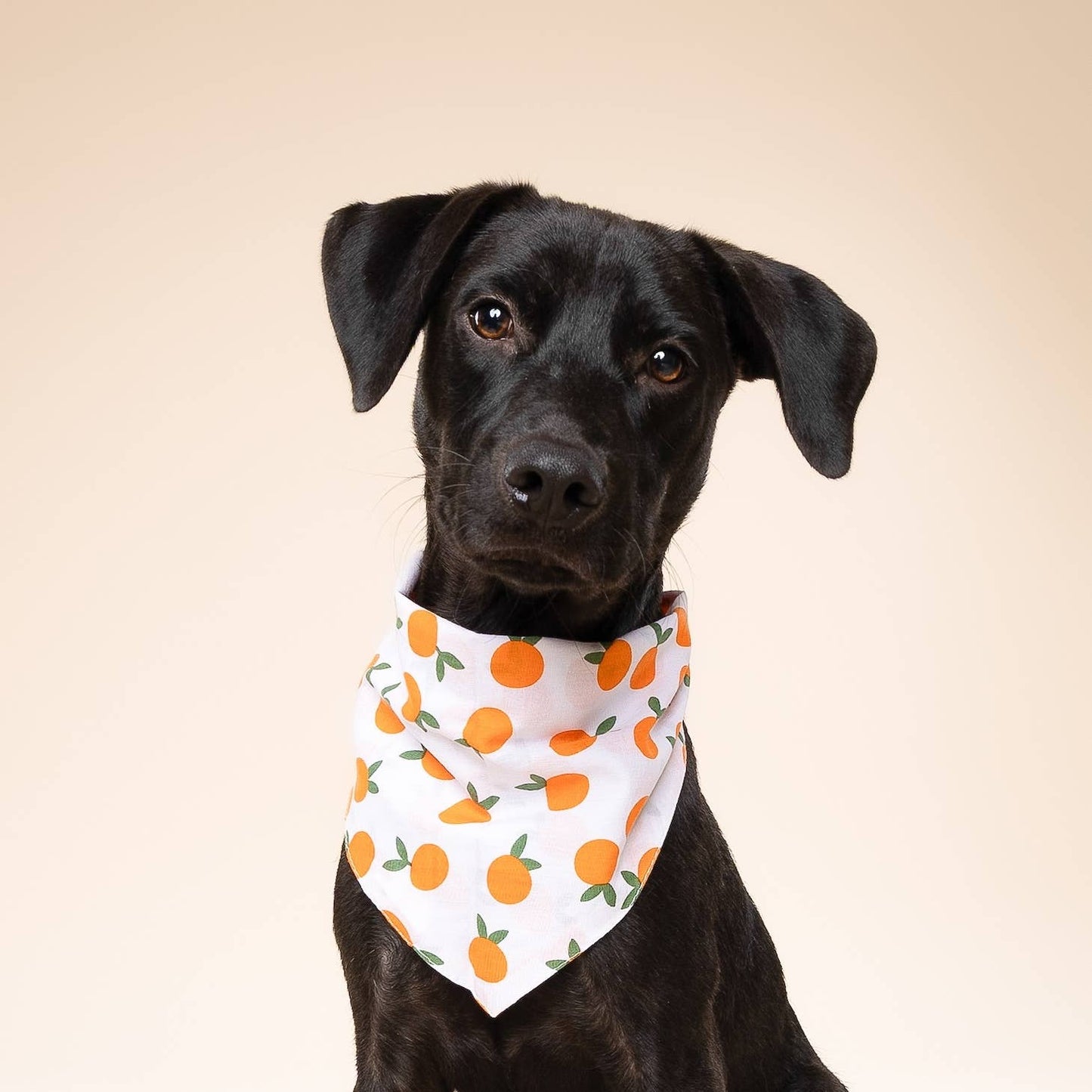 Clementine Dog Bandana