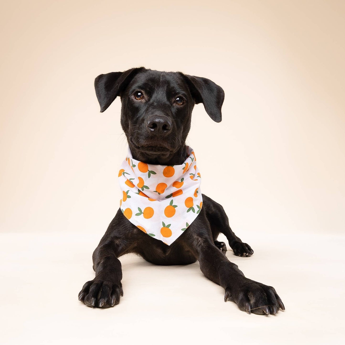 Clementine Dog Bandana