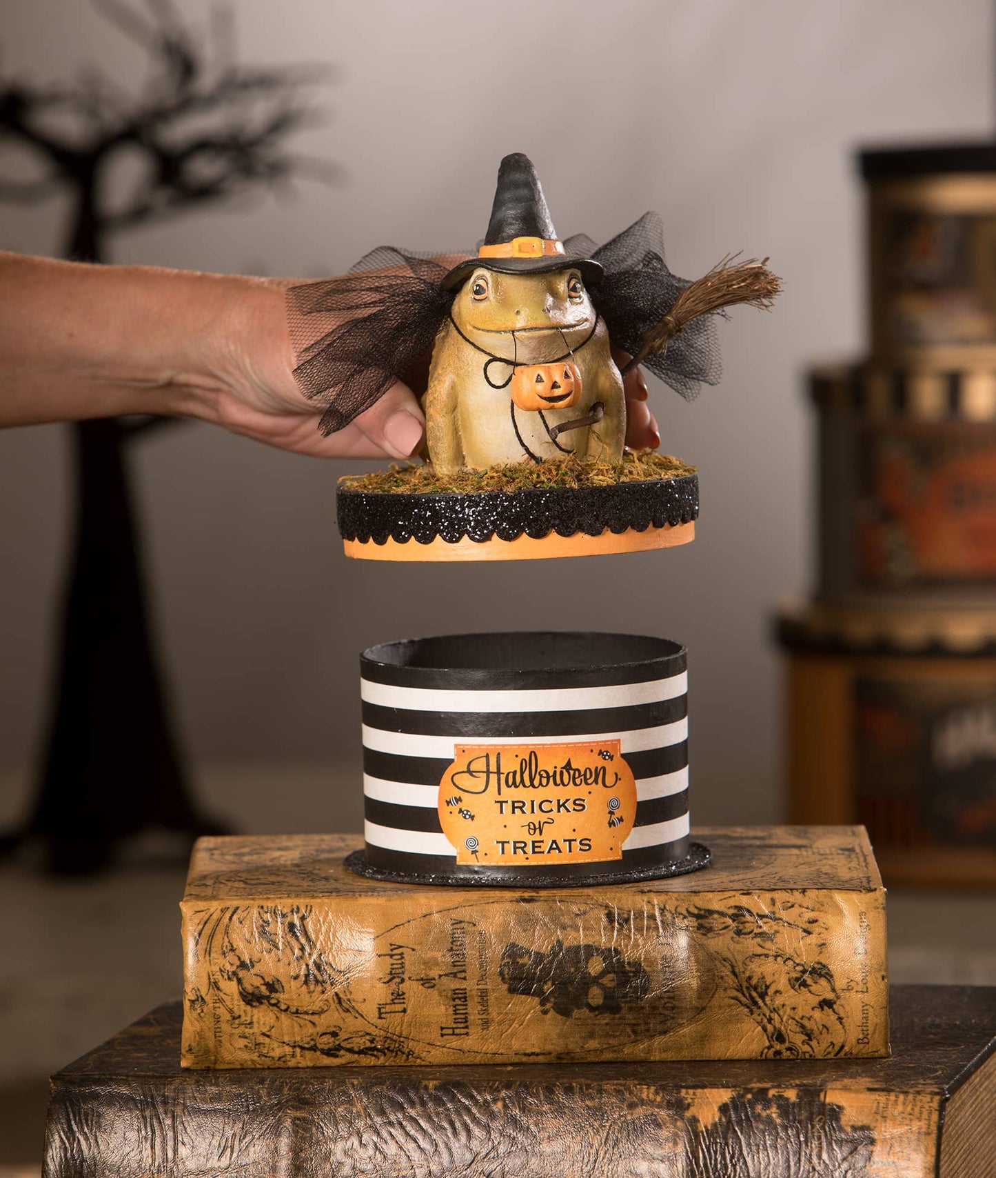 Witchy Toad on Box