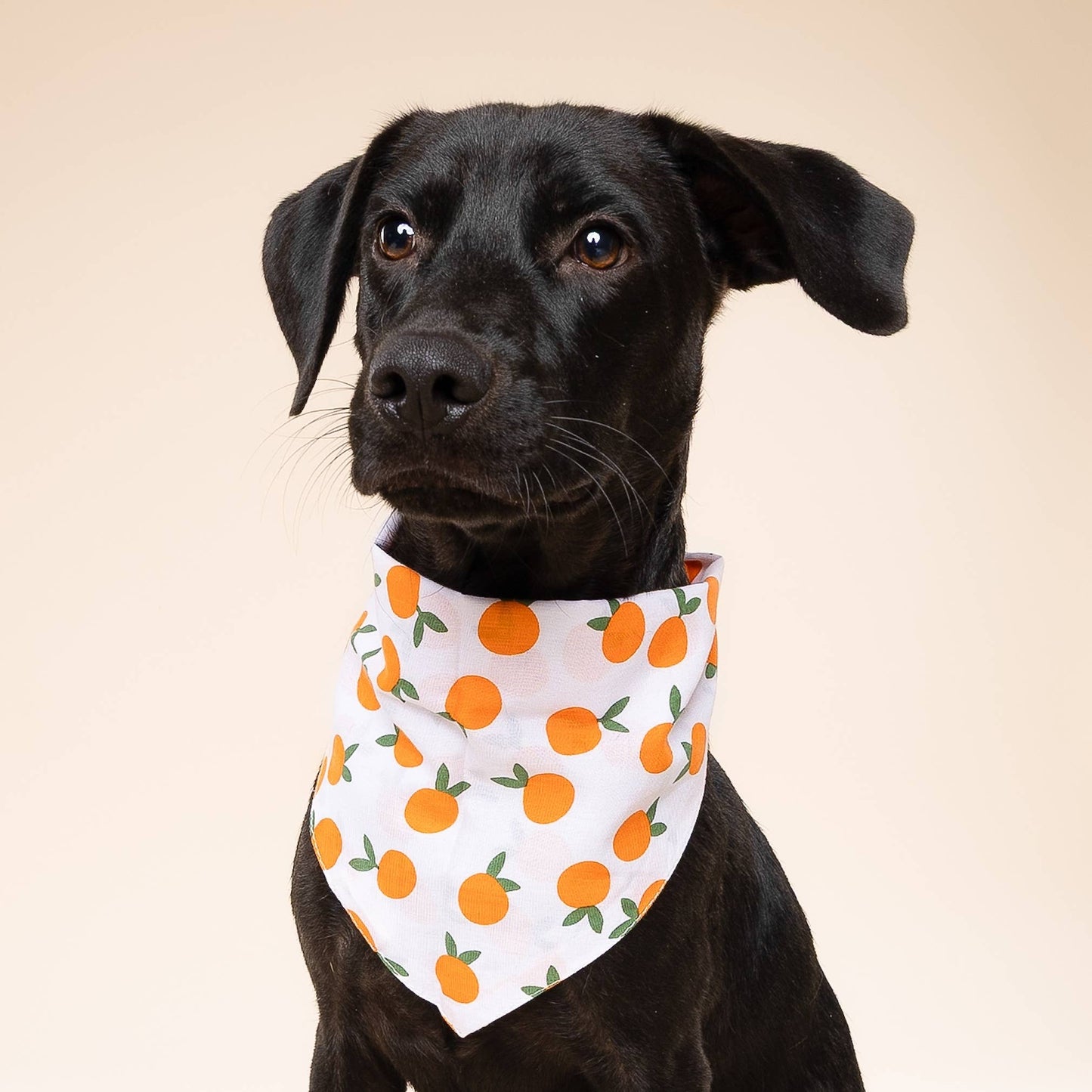 Clementine Dog Bandana