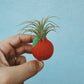 Orange Mini Planter with Air Plant